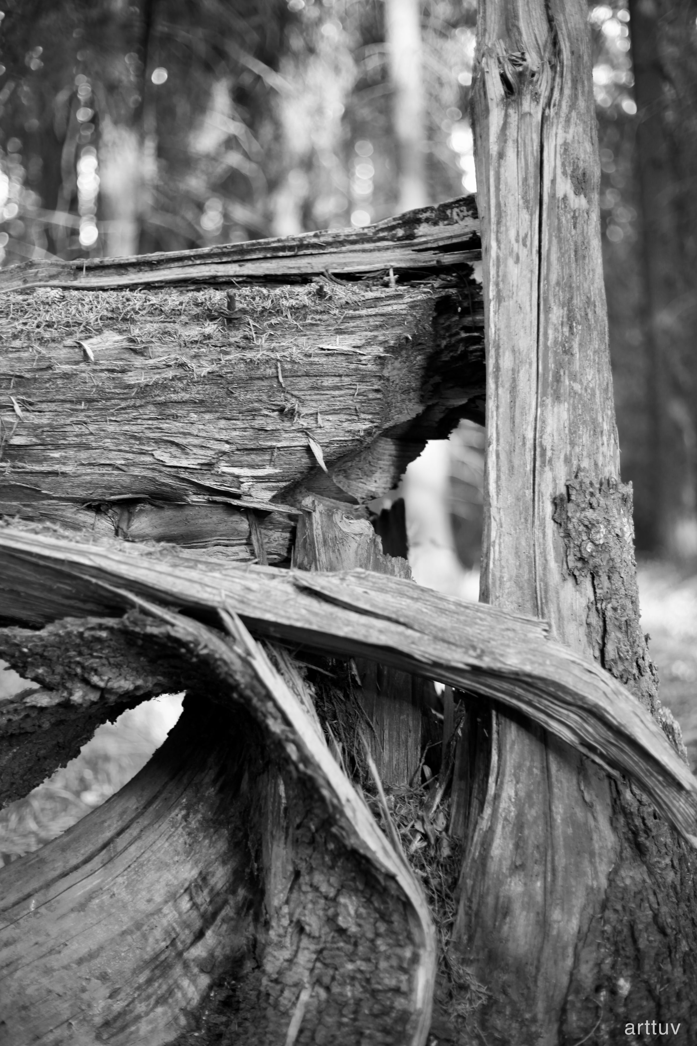 A black and white close photograph of weathered fallen wood and a vertical tree trunk in a forest.