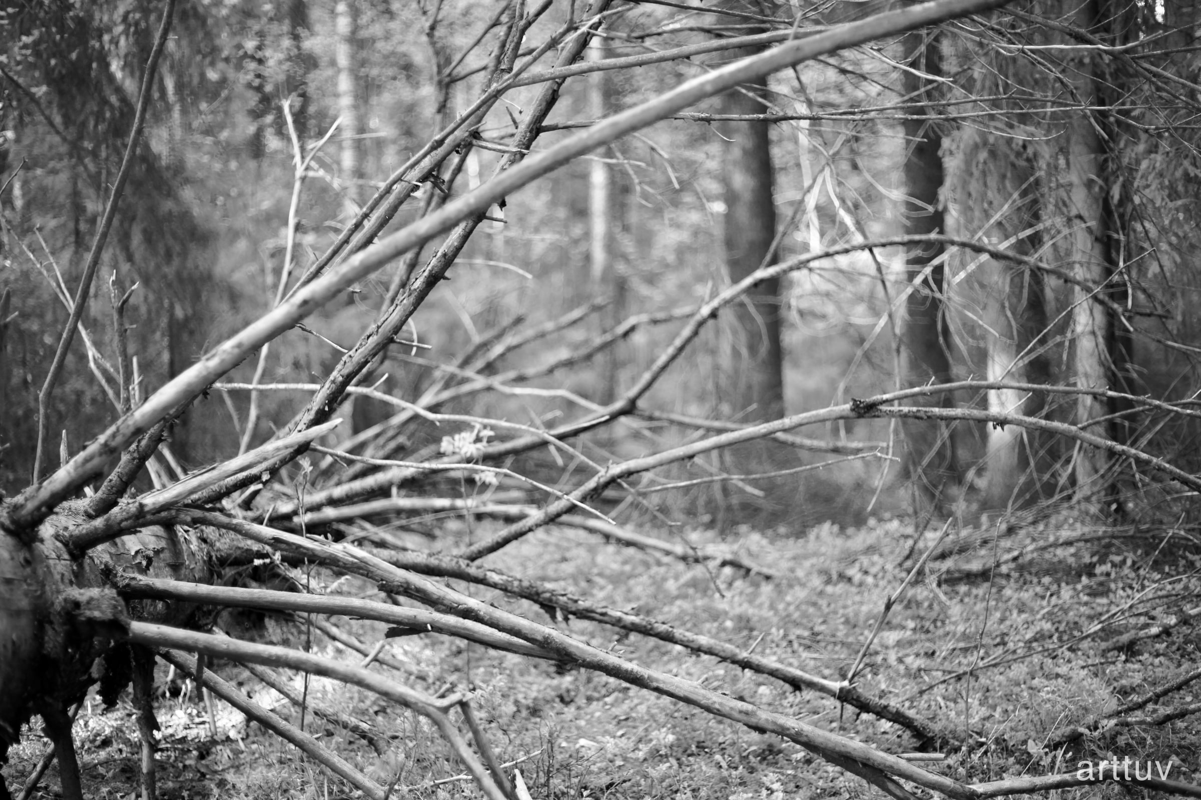 A black and white forest scene with fallen branches crossing through soft background trees.