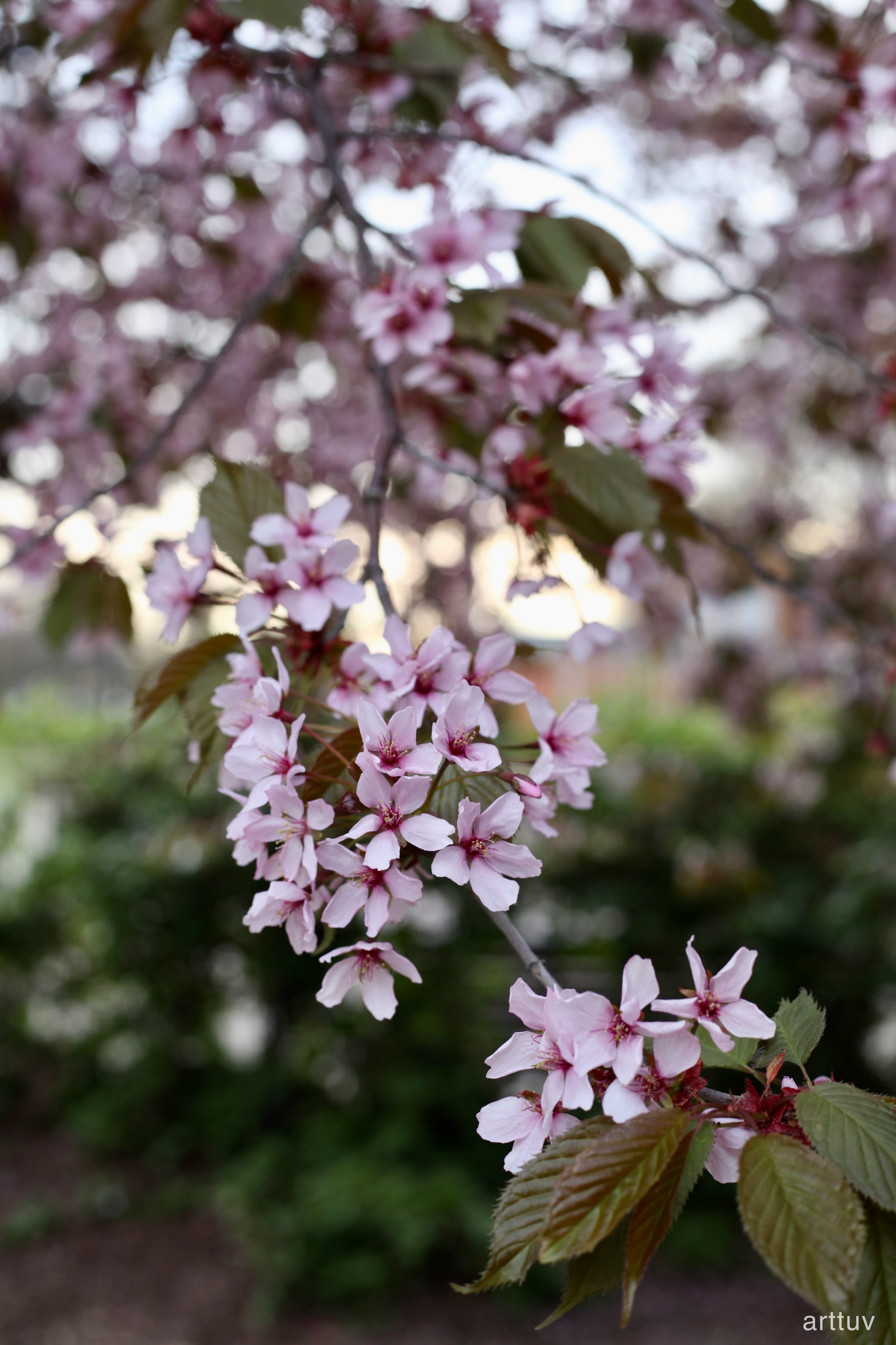 A close photograph of a flowering tree branch with white blossoms and a soft background.