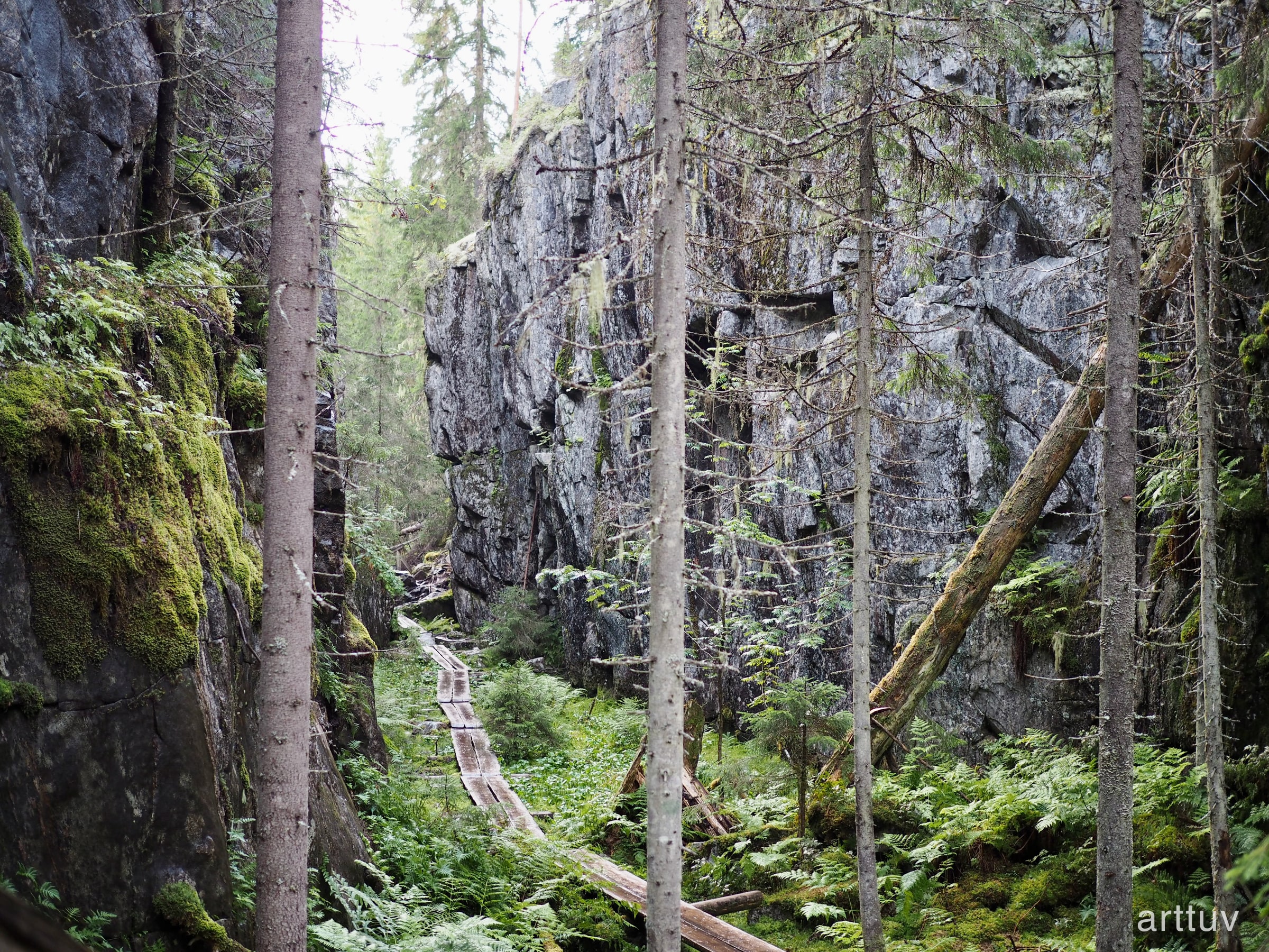 A mossy rocky forest gorge with spruce trunks, ferns, and a narrow plank path between steep stone walls.
