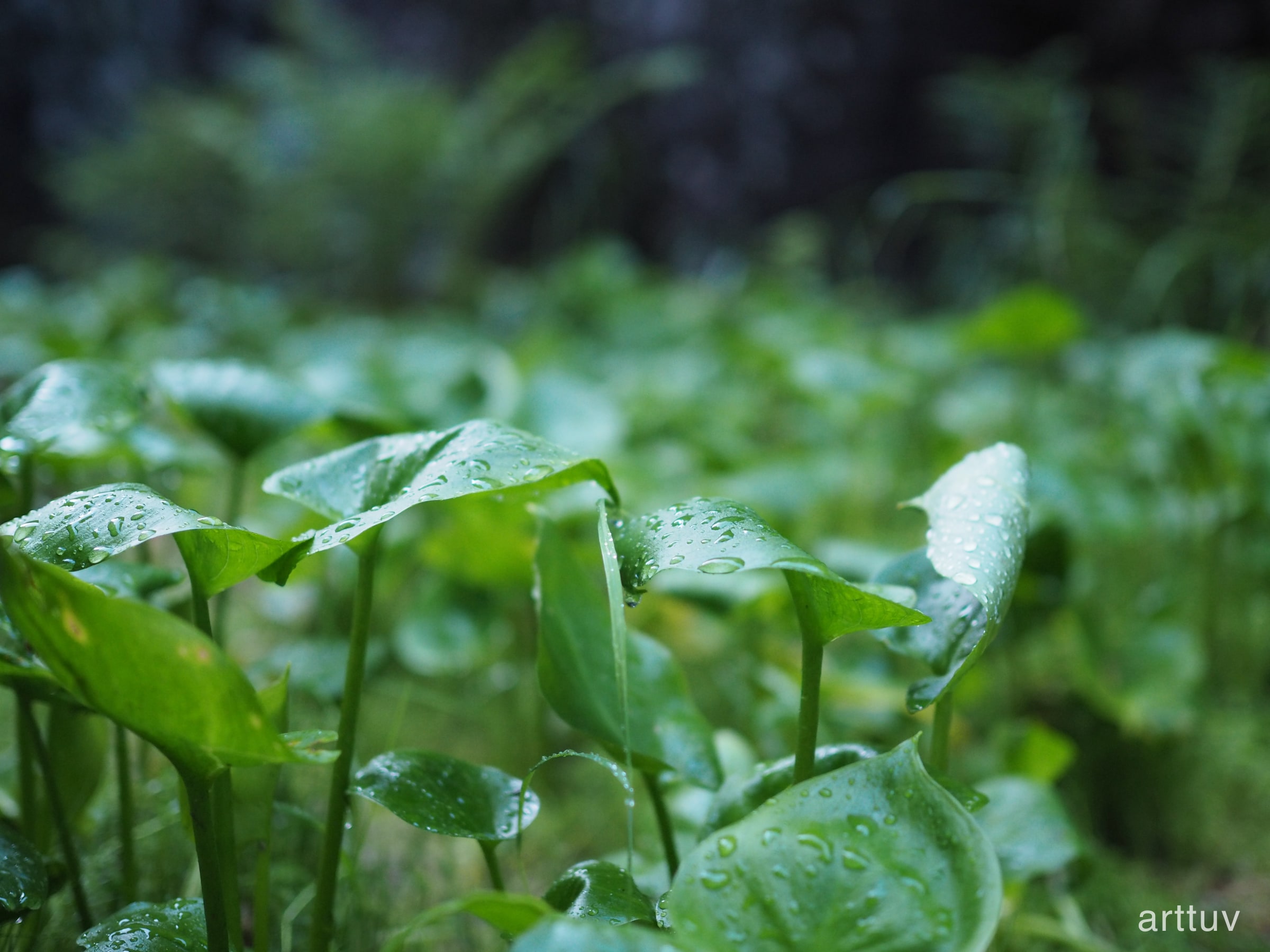 A close photograph of green leaves covered with raindrops, with the background falling into soft focus.