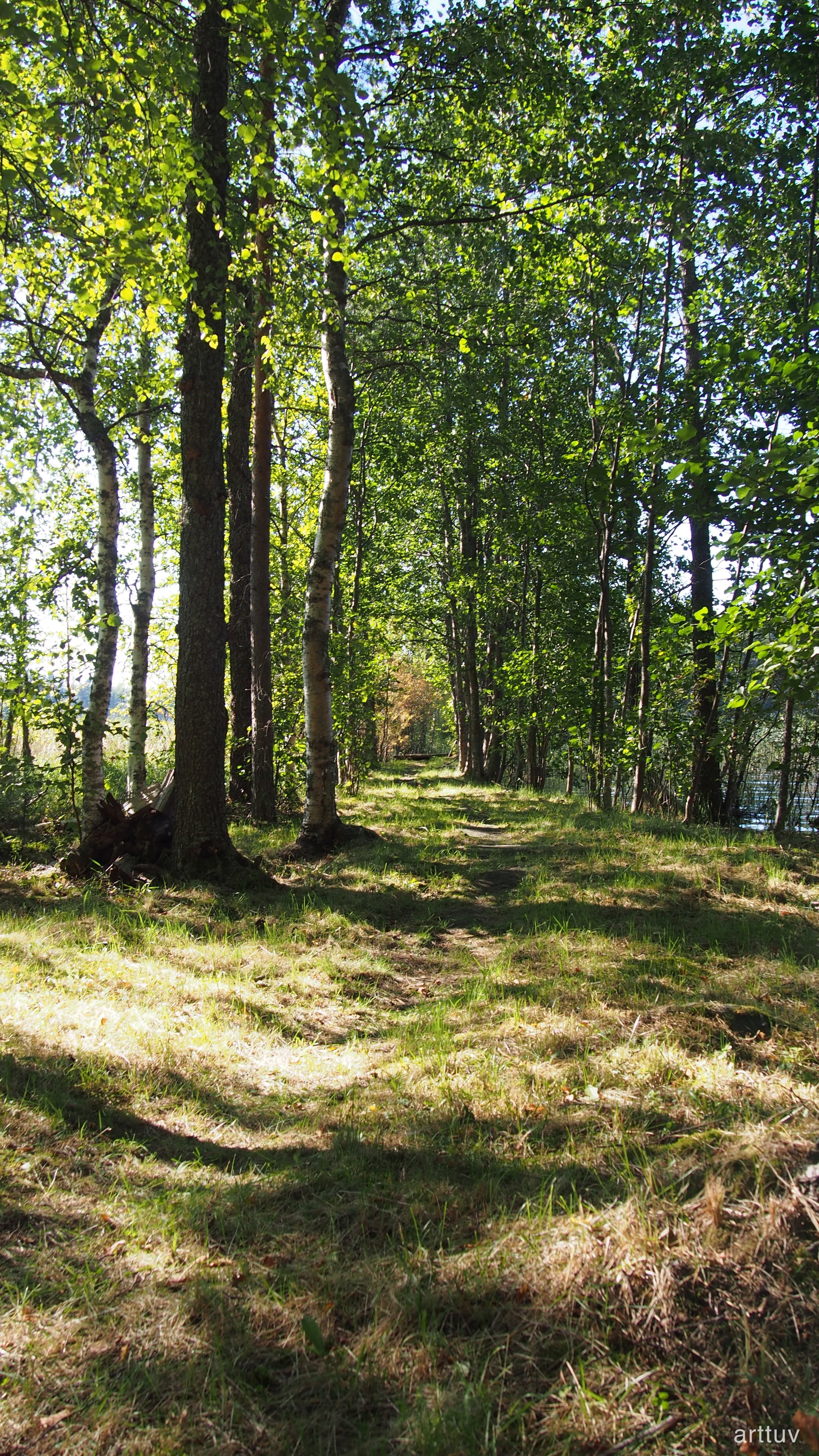A sunlit forest path under green leaves, with tree trunks, grass, and dappled shadows along the ground.