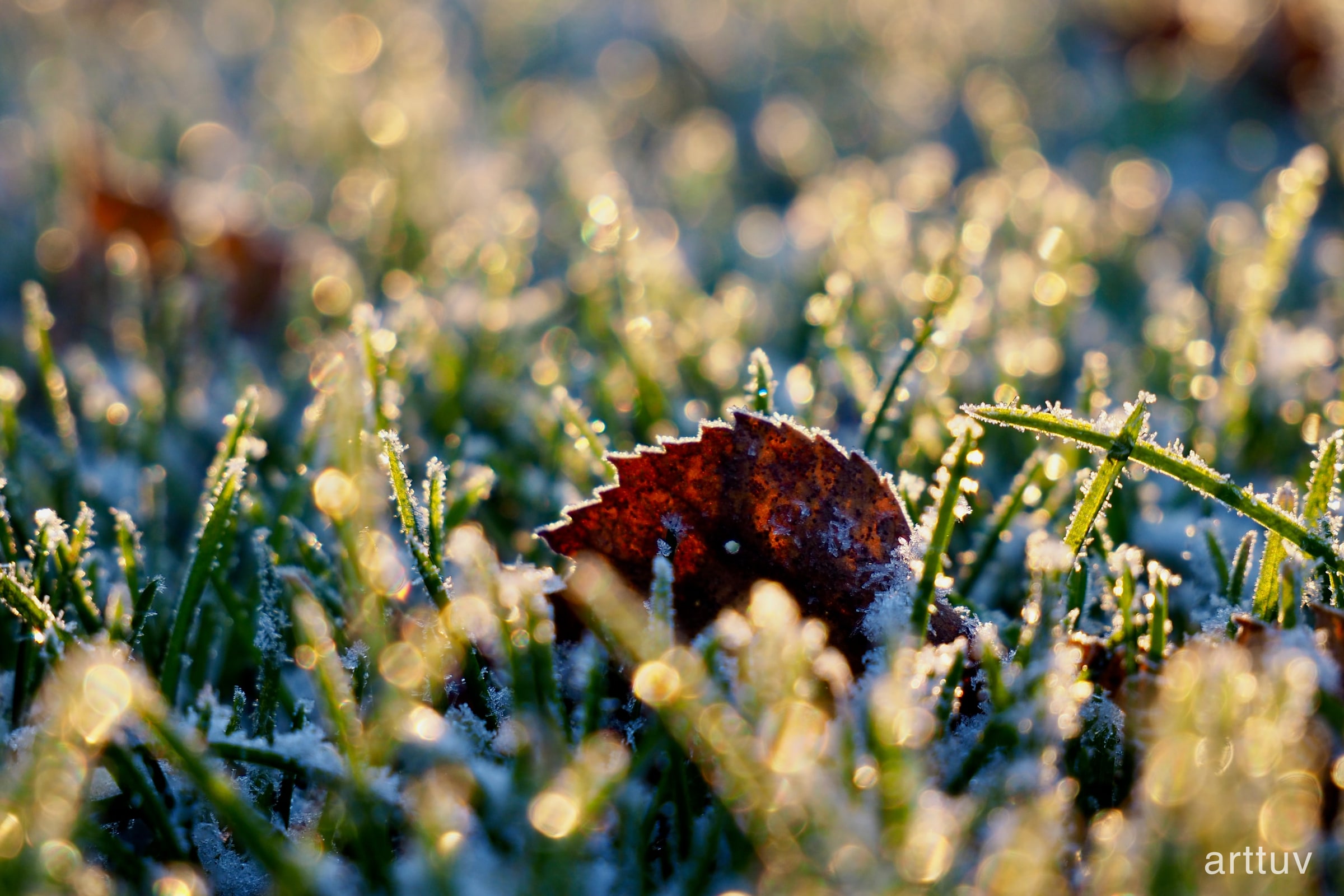 A close photograph of a leaf covered in frost, with a soft background.